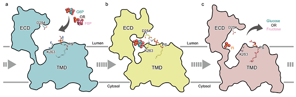 研究揭示人源葡萄糖6磷酸酶的底物识别和诱导契合机制