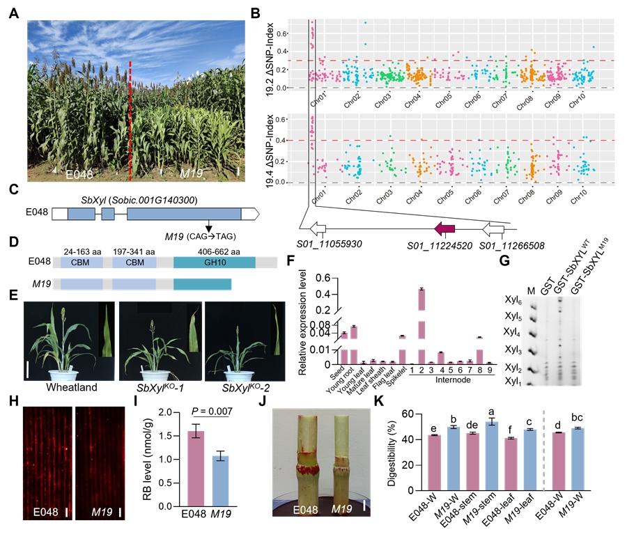 科学家通过分子精准设计提高甜高粱饲用效率