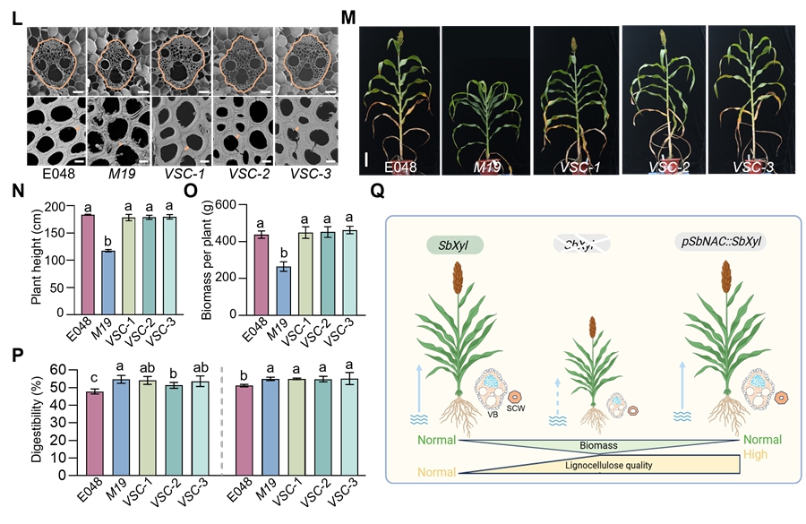 科学家通过分子精准设计提高甜高粱饲用效率