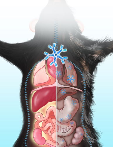 研究发现小鼠组织器官衰老新型生物标志物