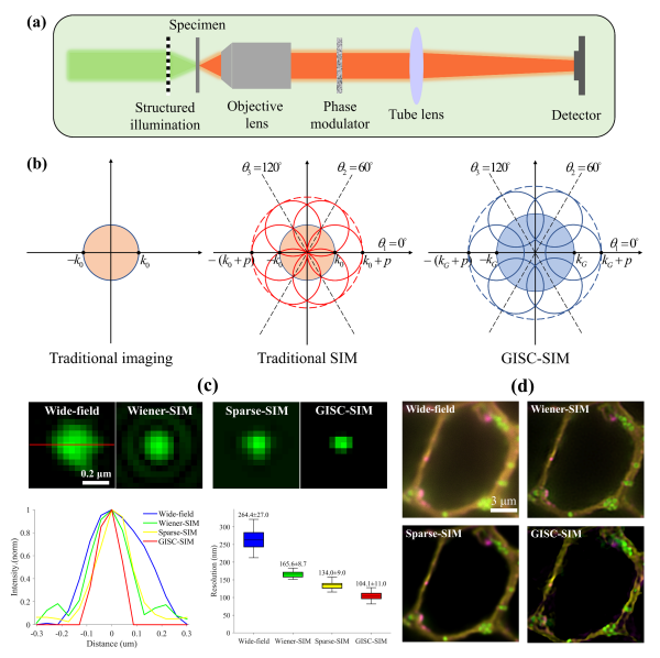 多色超分辨结构光照明显微鬼成像研究取得进展