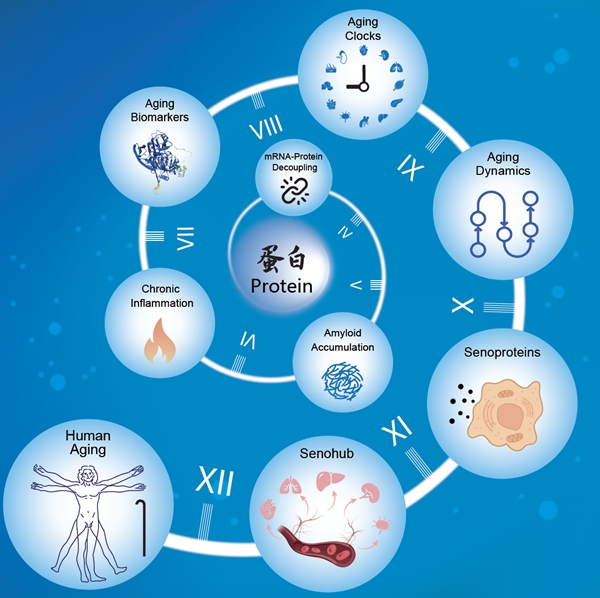 科学家破译人体衰老的蛋白密码