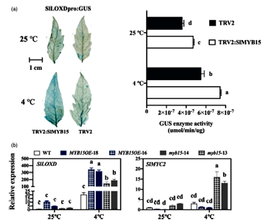 西北农林科技大学(700)园艺学院李建明教授团队揭示多激素协同调控番茄低温耐受性的新机制