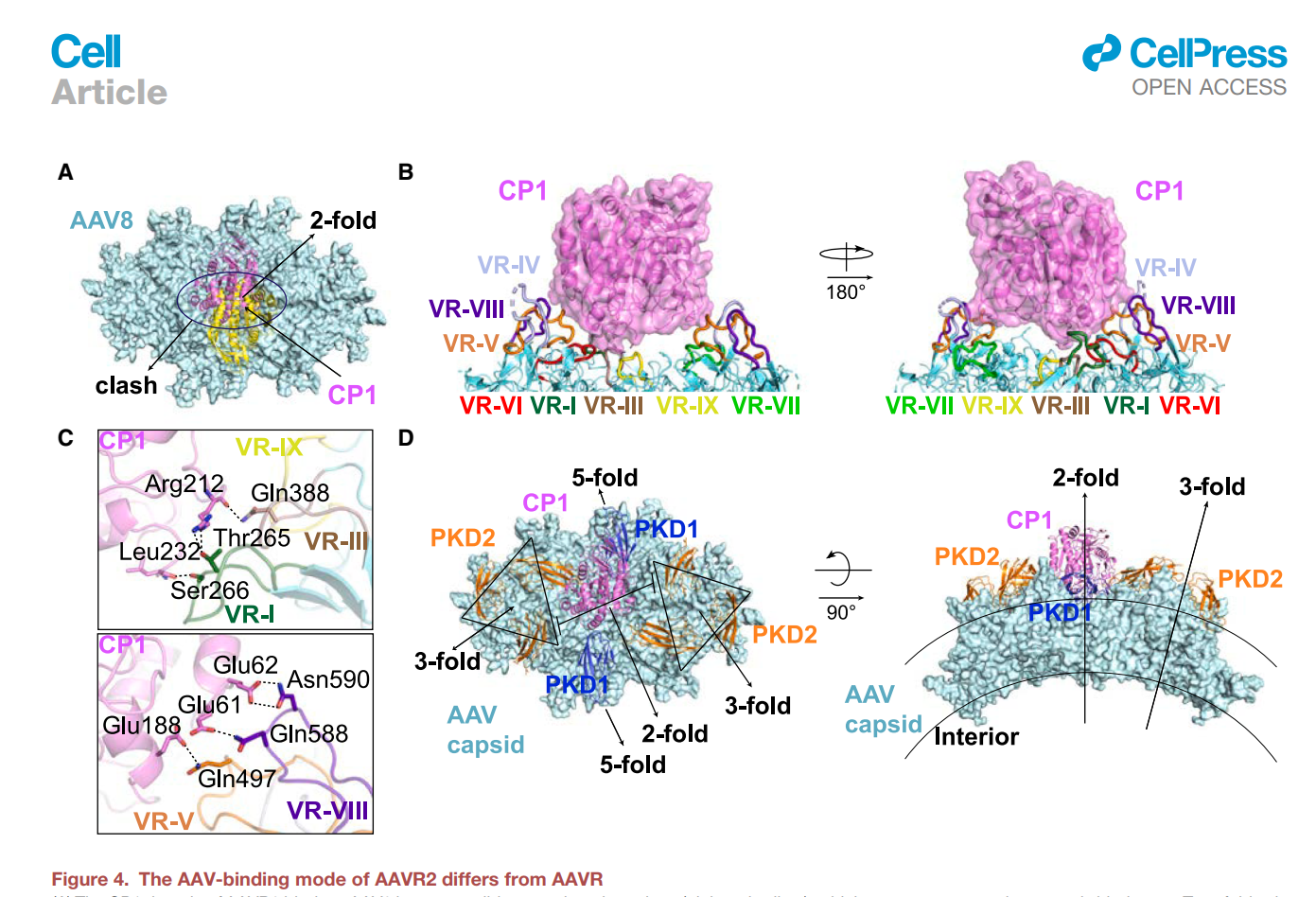 北京大学生命科学学院苏晓东研究组与合作者揭示AAV与新型受体（AAVR2）结合的分子机制