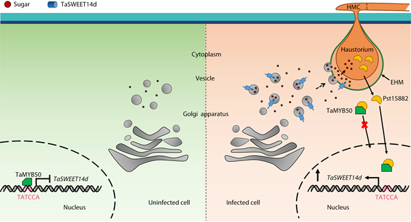 西北农林科技大学(703)生命学院刘杰教授课题组揭示条锈菌劫持寄主糖转运蛋白竞争营养的分子机制
