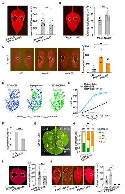 西北农林科技大学园艺学院杜羽教授课题组揭示疫霉菌效应蛋白靶向NO平衡促进寄主感病的新机制