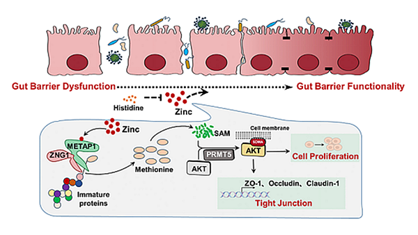 西北农林科技大学(707)动科学院蔡传江副教授在揭示Zn通过提高AKT甲基化改善仔猪肠道屏障功能障碍方面取得新进展