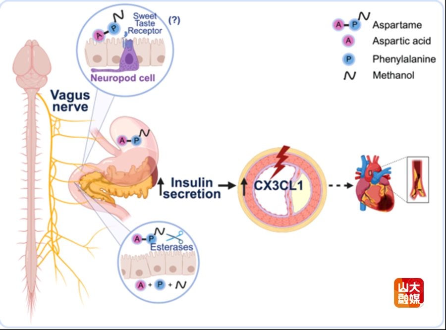 山东大学Cell metabolism针对齐鲁医院心血管团队研究发表专题评述