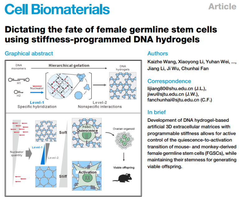 Cell Biomaterials：DNA水凝胶调控雌性生殖干细胞命运取得重要进展