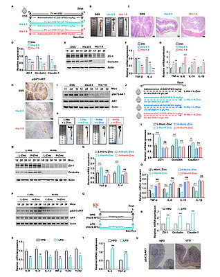 西北农林科技大学(707)动科学院蔡传江副教授在揭示Zn通过提高AKT甲基化改善仔猪肠道屏障功能障碍方面取得新进展