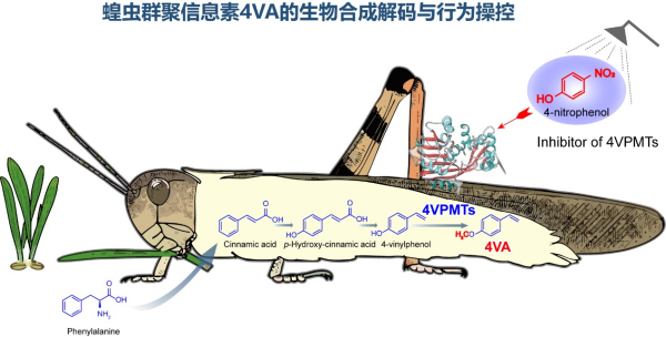 科学家解码蝗虫群聚信息素的生物合成途径与行为操控