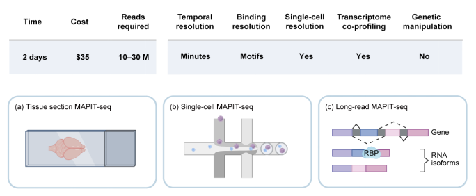 北京大学未来技术学院汪阳明团队创新双组学技术MAPIT-seq：在单细胞水平同时绘制RNA结合蛋白作用图谱与基因表达图谱的新利器