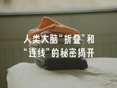 人类大脑“折叠”和“连线”的秘密揭开