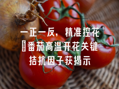 一正一反，精准控花：番茄高温开花关键拮抗因子获揭示