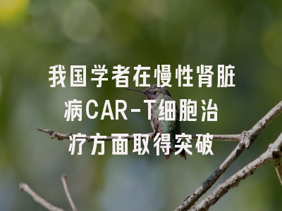 我国学者在慢性肾脏病CAR-T细胞治疗方面取得突破