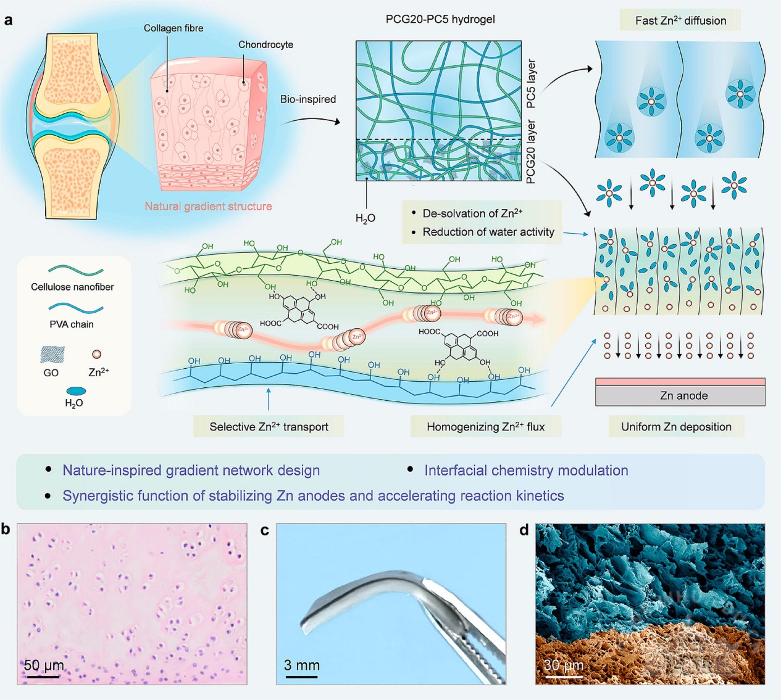 武汉大学陈朝吉课题组在生物质基功能材料领域取得系列研究成果