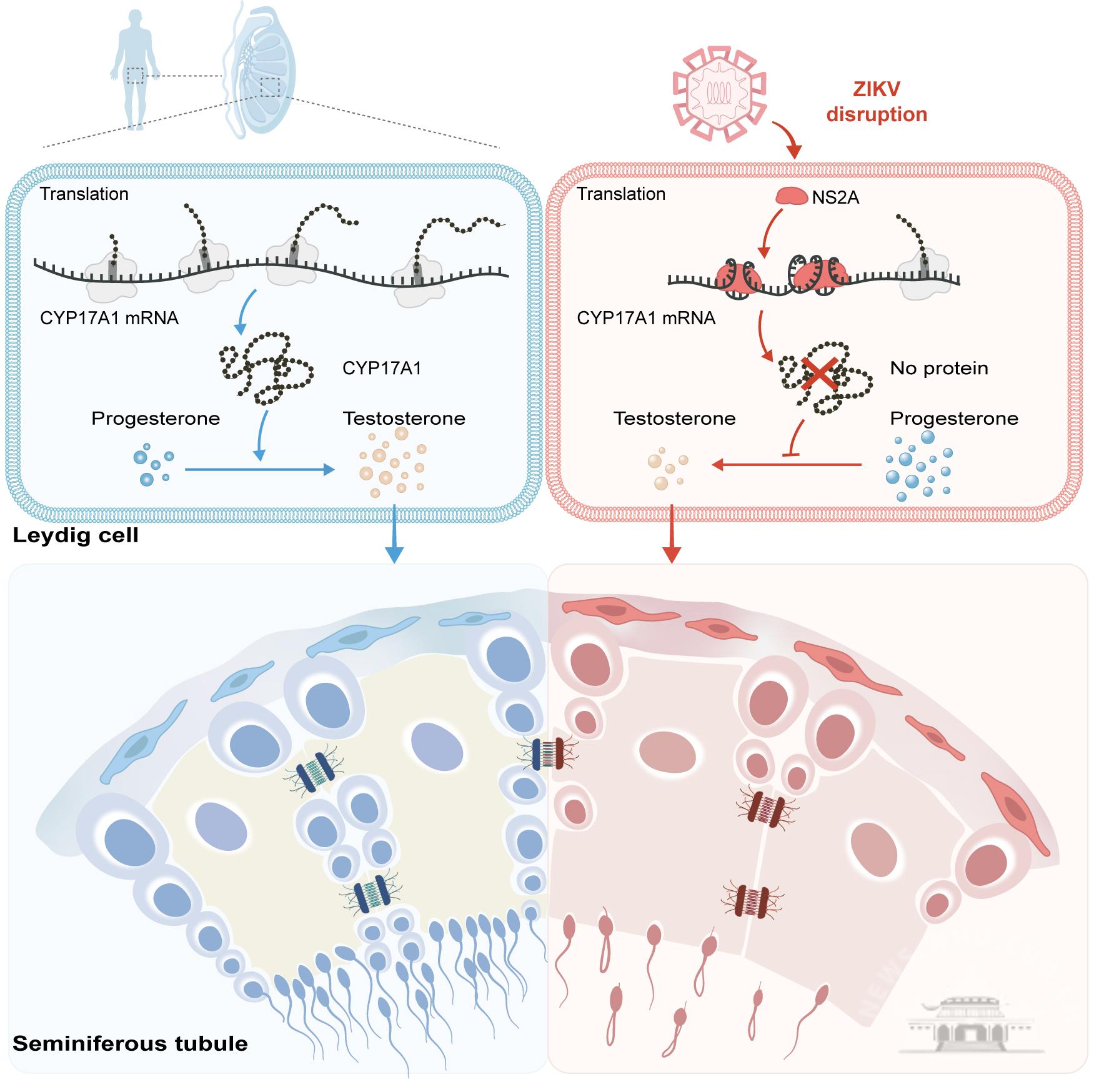 武汉大学吴莹课题组发现寨卡病毒阻碍睾酮合成新机制
