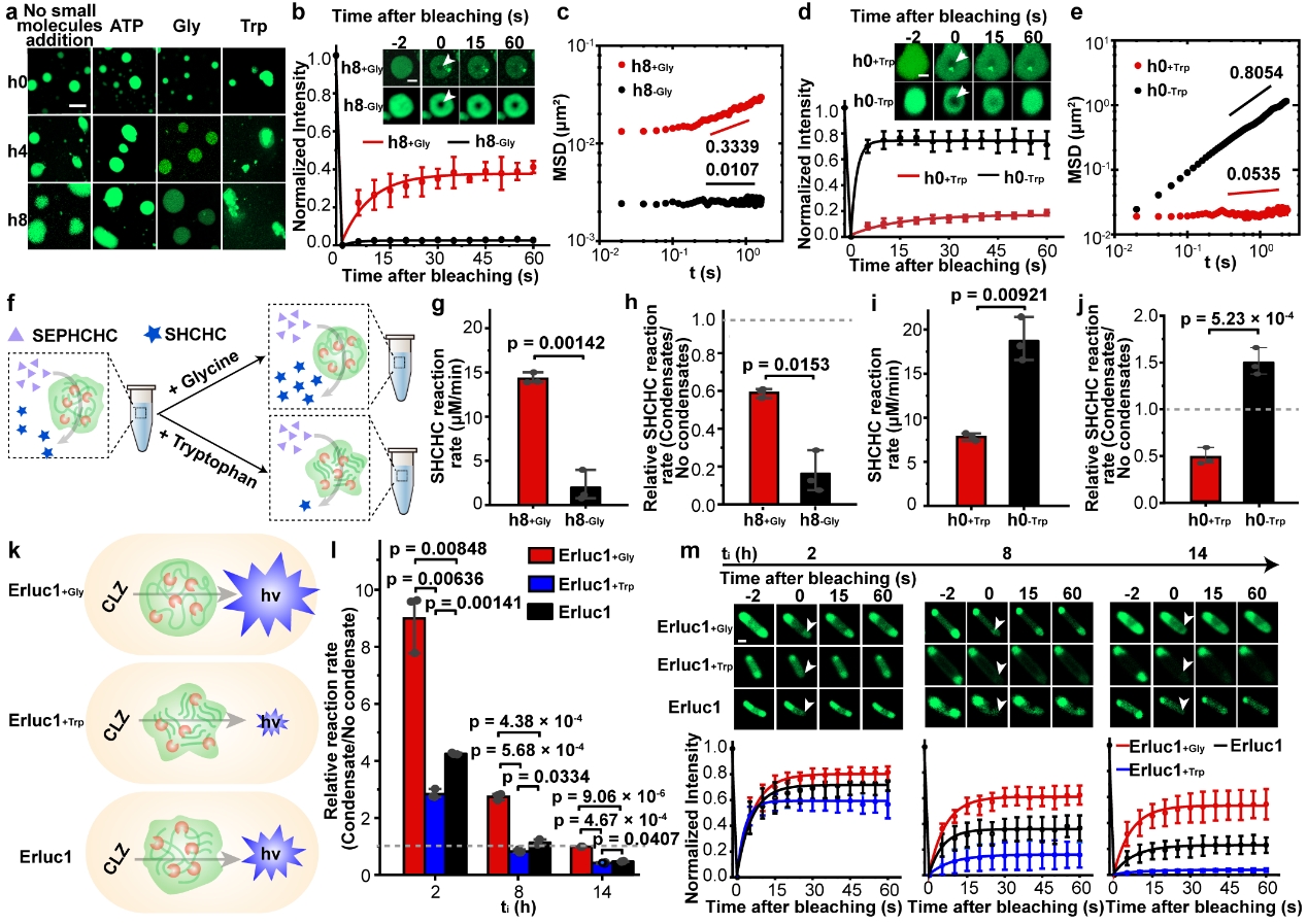 大连理工大学生物工程学院薛闯教授团队在人工细胞器领域实现重大突破