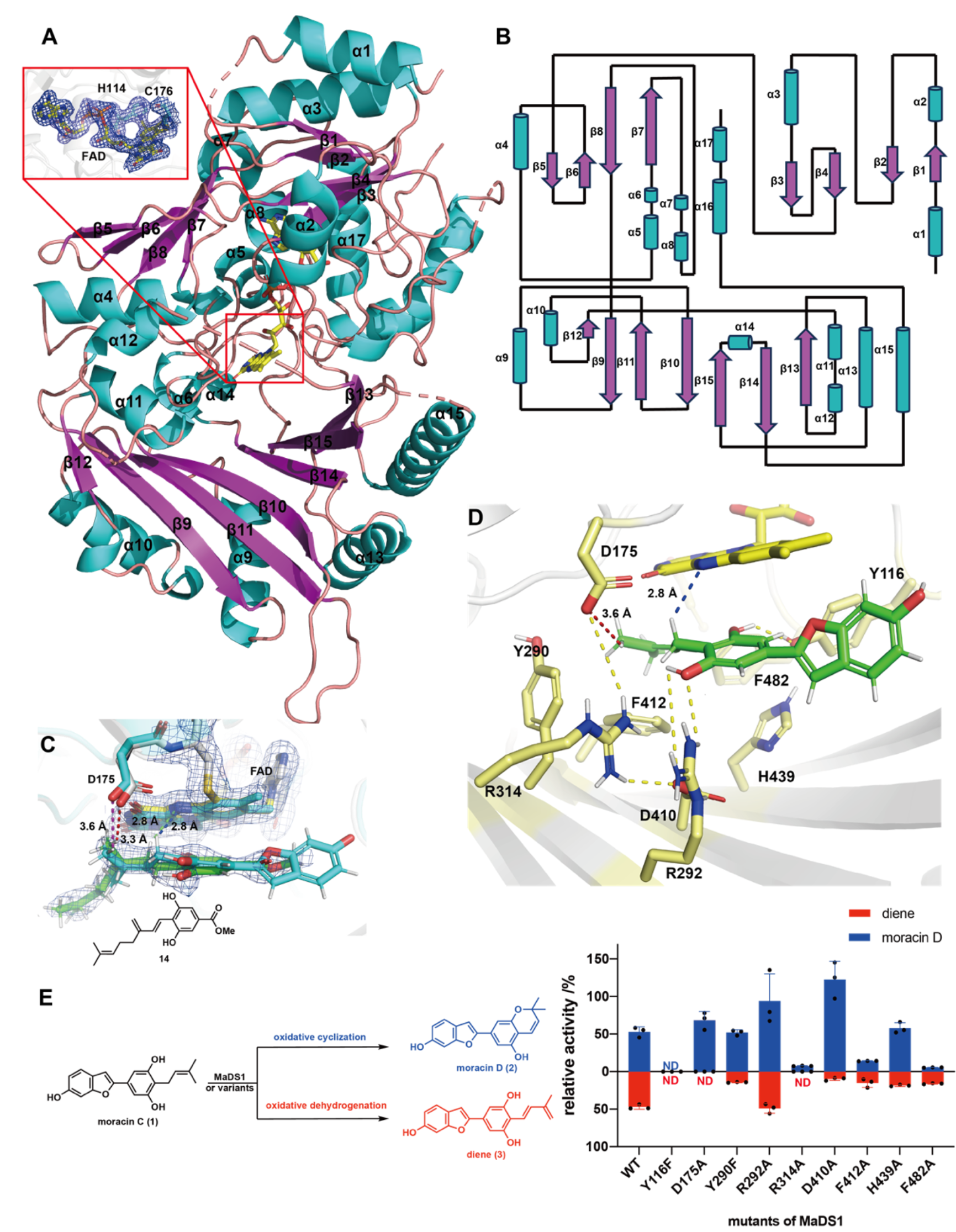 北京大学化学学院雷晓光团队与合作者揭示植物中类BBE酶催化氧化反应路径选择性的分子机制