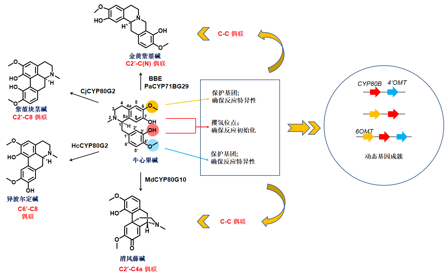 上海交大刘振华课题组发文解析鱼腥草植物中苄基异喹啉生物碱代谢途径