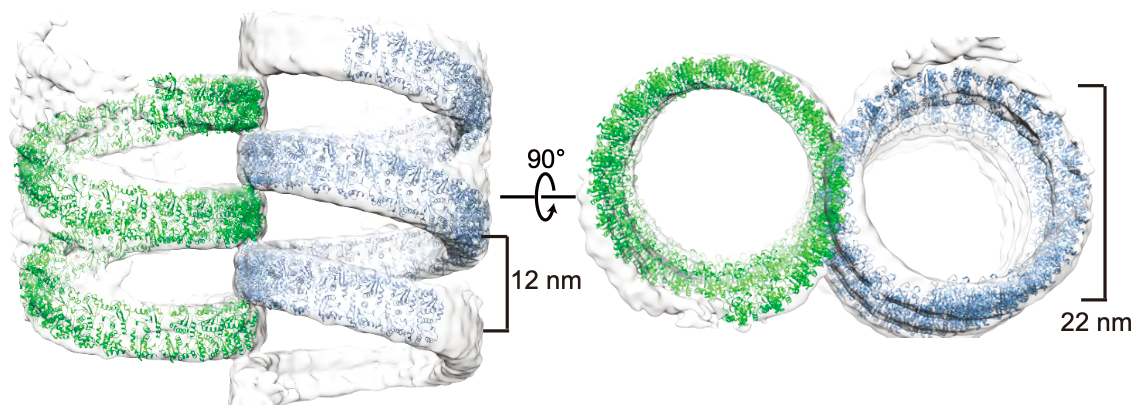 清华大学生物医学交叉研究院王晓东、郑三多团队合作解析神经轴突退化关键分子开启机制