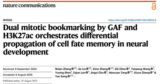 北京大学生命科学学院宋艳课题组发现“双书签”机制调控脑发育中细胞命运记忆的差异传承
