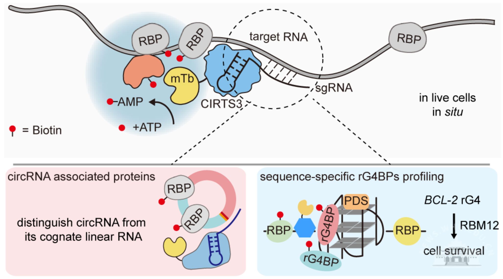 武汉大学翁小成/周翔/张好建联合开发活细胞RNA-蛋白质互作研究新技术