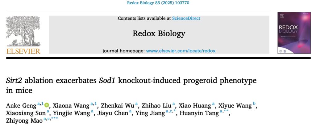 同济大学生命科学与技术学院毛志勇团队揭示Sirt2缺失加速氧化应激缺陷导致的早衰表型出现，成果发表于《氧化还原生物学》