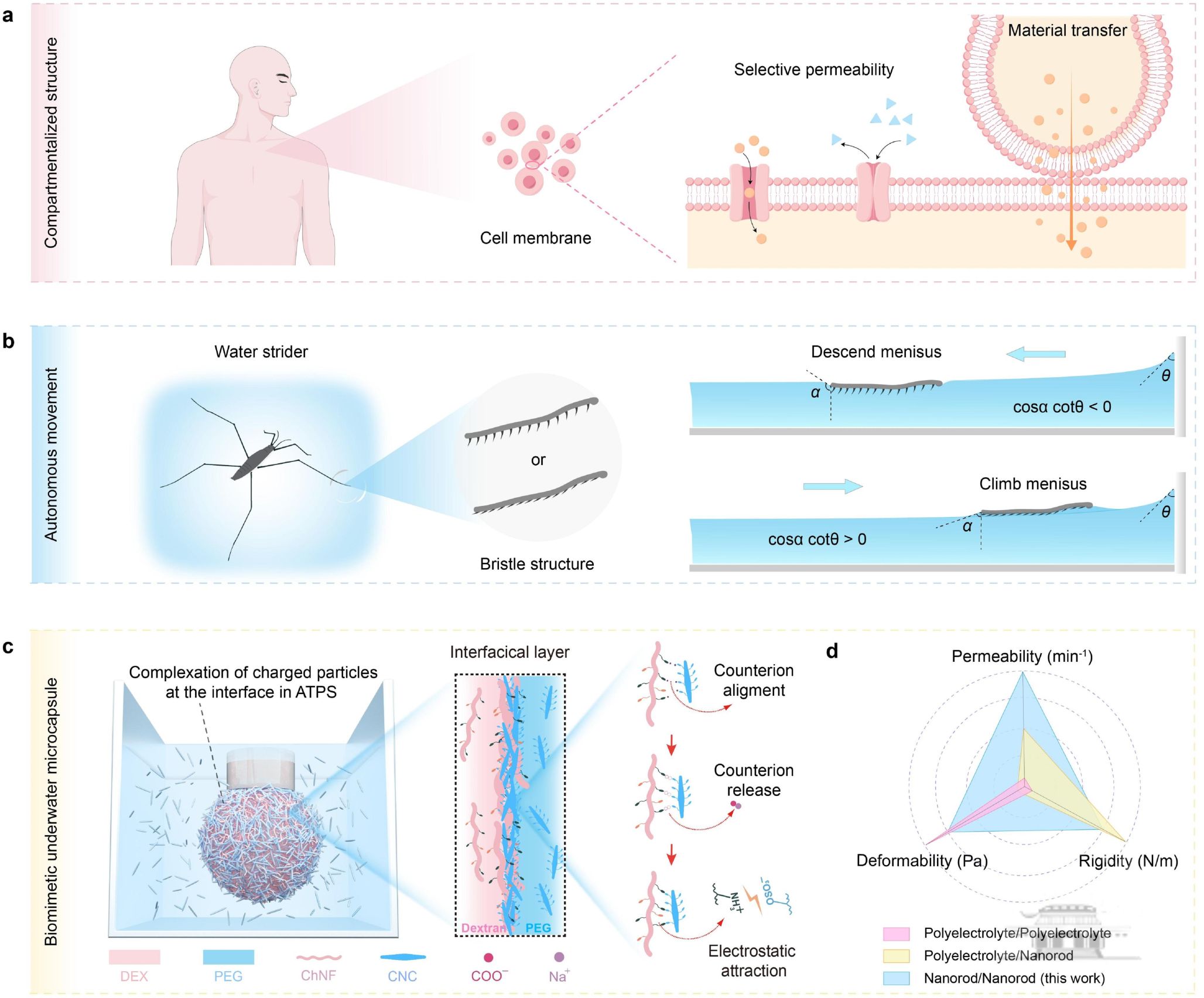 武汉大学陈朝吉课题组在生物质基功能材料领域取得系列研究成果