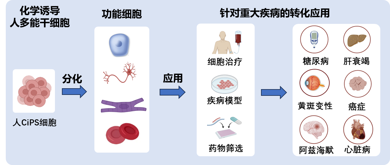 北京大学邓宏魁团队在化学重编程领域取得新成果：首次实现将人体血液细胞化学重编程为多能干细胞