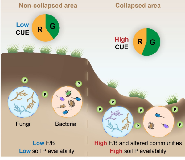 研究发现热融塌陷促进土壤微生物碳利用效率