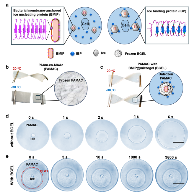 北京理工大学团队在纯水系抗冻水凝胶材料助力机器人低温触觉识别领域取得进展