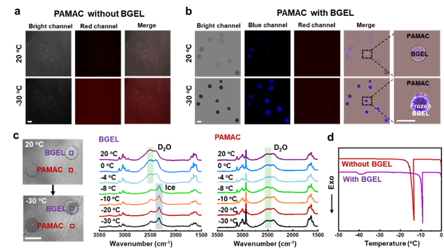 北京理工大学团队在纯水系抗冻水凝胶材料助力机器人低温触觉识别领域取得进展