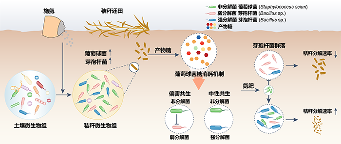 富营养型微生物助力秸秆高效分解