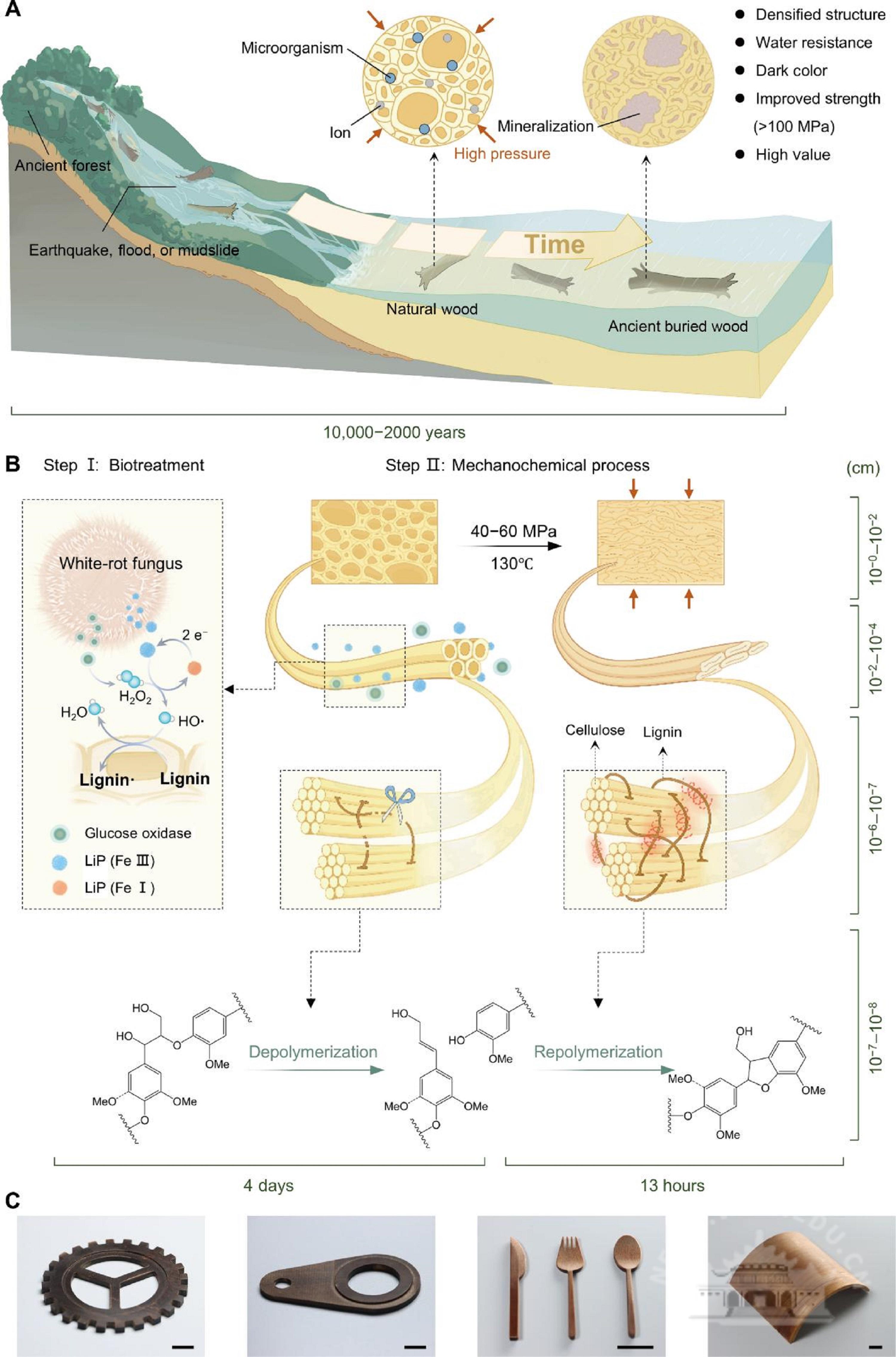 武汉大学陈朝吉课题组在生物质基功能材料领域取得系列研究成果