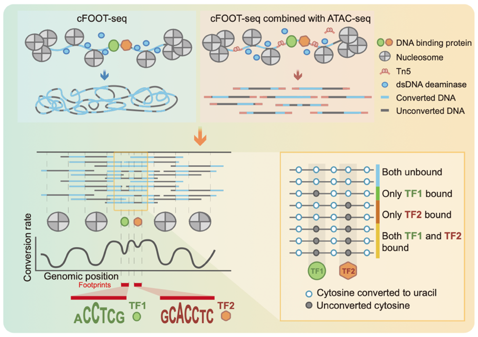 生命科学与技术学院张家民、高绍荣、史偈君、刘晓雨团队合作开发cFOOT-seq：单分子、单细胞分辨率的转录因子占位检测新平台，成果发表于《蛋白与细胞》