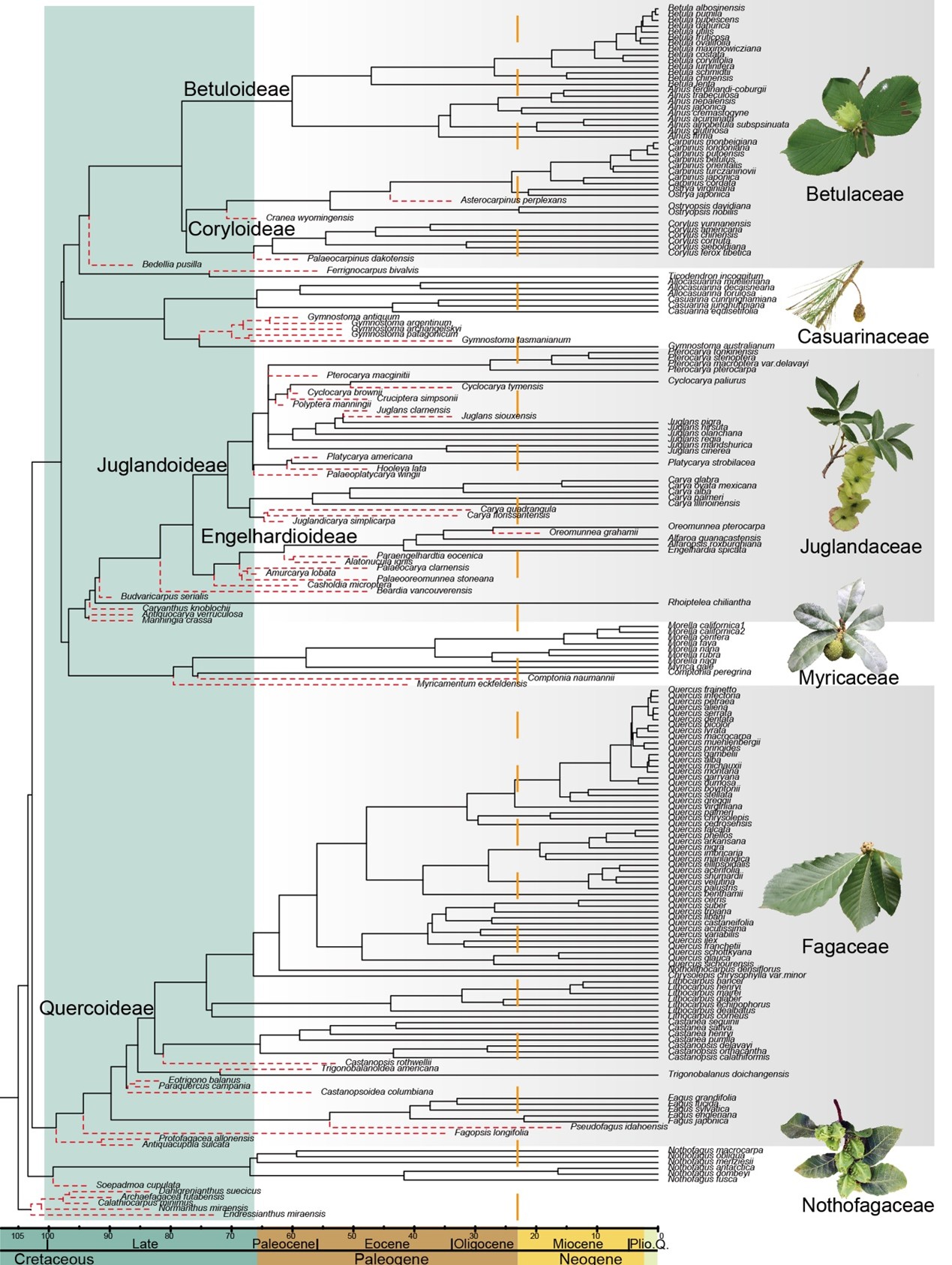 研究揭示壳斗目形态多样性演化