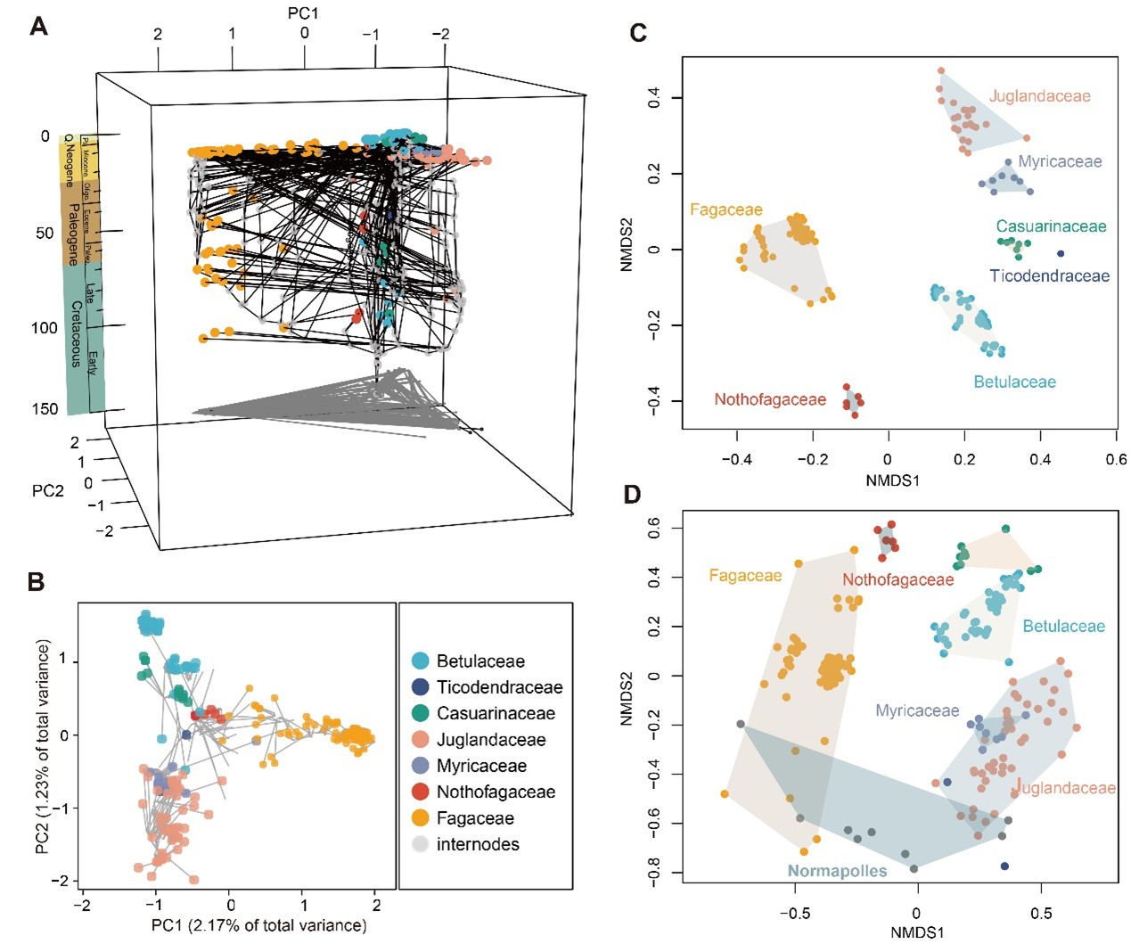 研究揭示壳斗目形态多样性演化