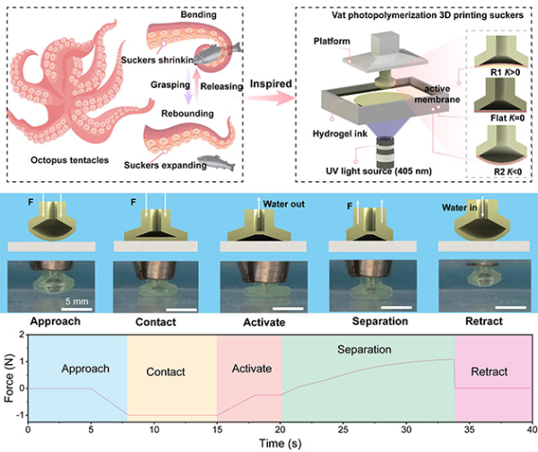 研究构建仿章鱼的自适应水凝胶吸盘