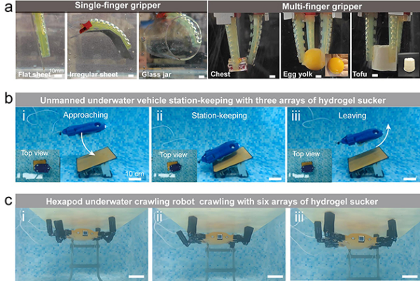 研究构建仿章鱼的自适应水凝胶吸盘