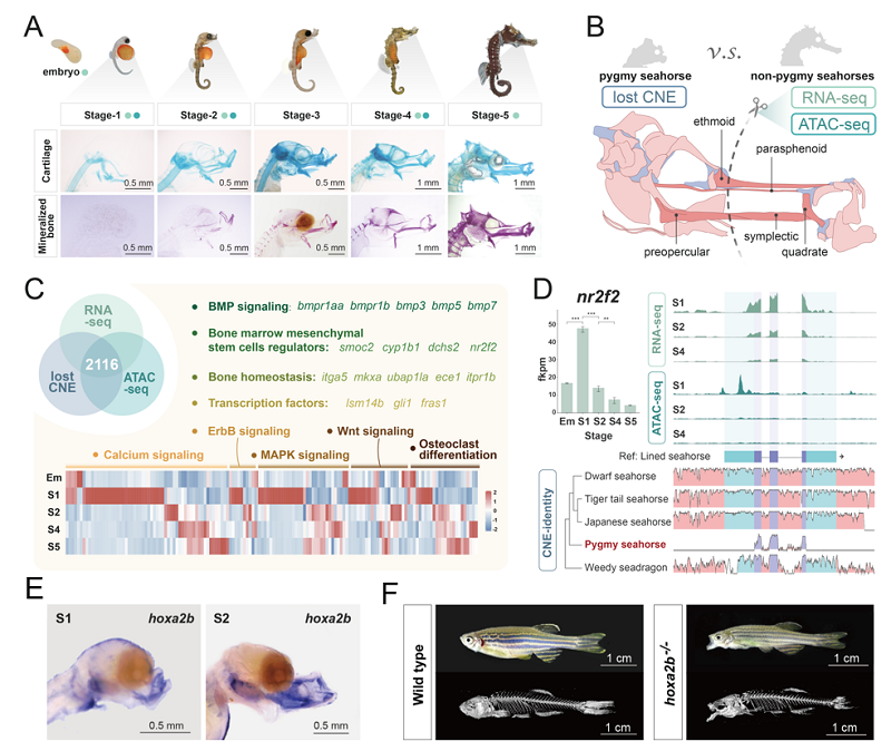 研究解密珊瑚礁共栖物种形成与适应进化的遗传调控机制