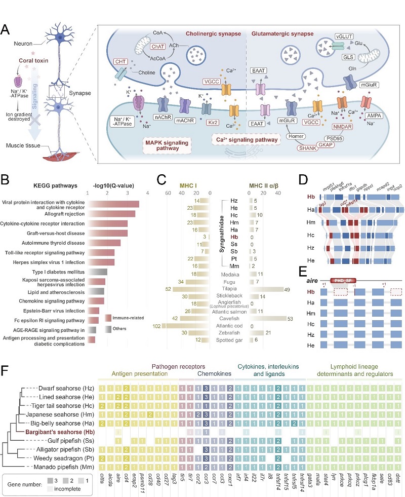 研究解密珊瑚礁共栖物种形成与适应进化的遗传调控机制