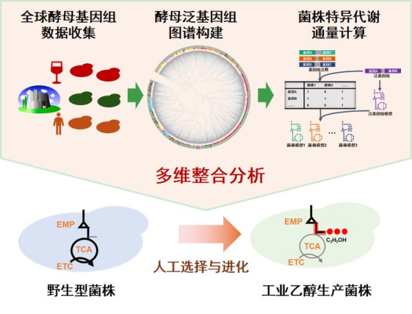 研究开发出酵母泛基因组数字模型与代谢网络分析方法