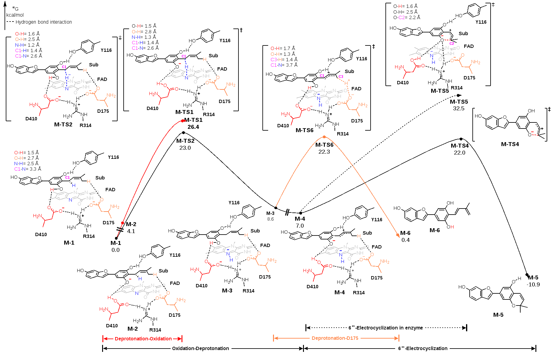 北京大学化学学院雷晓光团队与合作者揭示植物中类BBE酶催化氧化反应路径选择性的分子机制