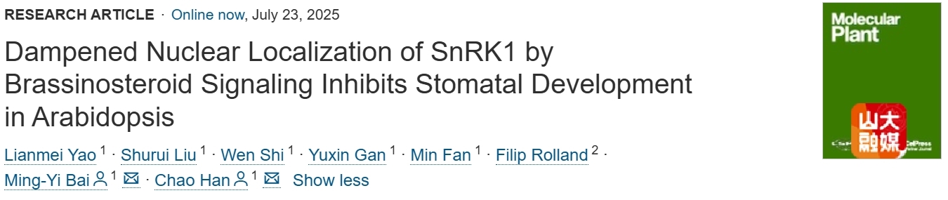 山东大学白明义/韩超团队阐明BR调控SnRK1激酶活性介导气孔发育的分子机制