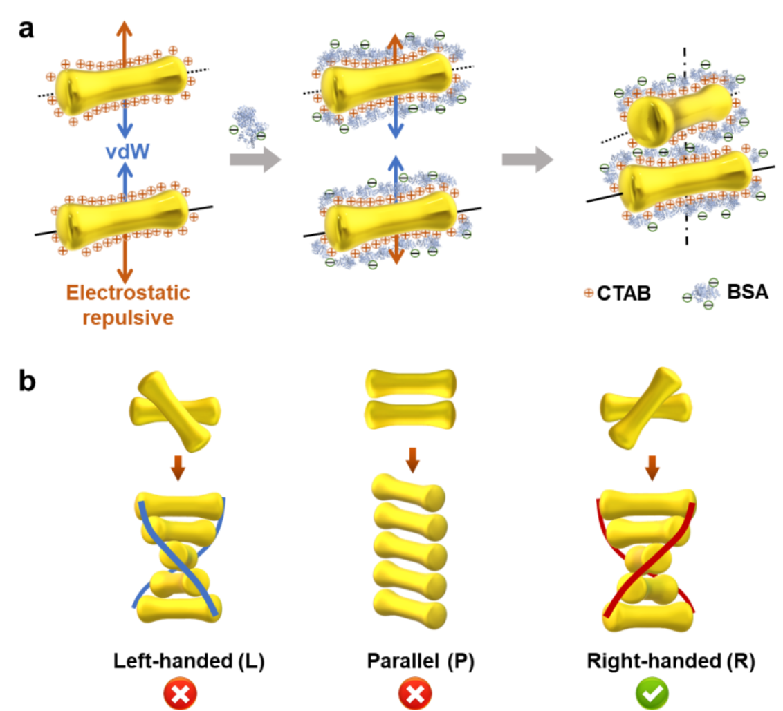 北京大学化学与分子工程学院齐利民课题组报道金纳米哑铃手性自组装实现强手性光学活性