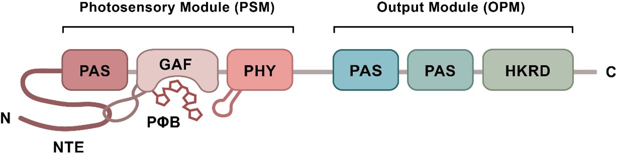 北京大学生命科学学院钟上威课题组在《新植物学家》杂志发表综述，阐释植物光信号传导机制