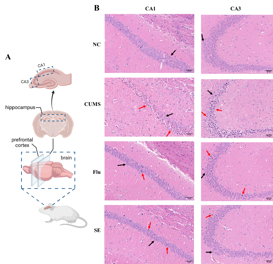 上海交大敬璞教授团队揭示藏红花通过调节神经炎症与神经可塑性改善慢性应激小鼠的抑郁样行为