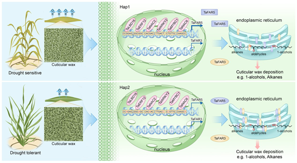 西北农林科技大学(719)康振生院士/毛虎德课题组揭示了TaFAR5-TaFAR3分子模块的自然变异调控小麦叶片蜡质合成及抗旱性的作用机制