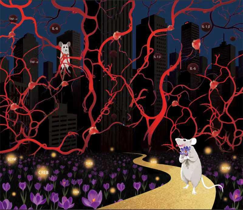 上海交大敬璞教授团队揭示藏红花通过调节神经炎症与神经可塑性改善慢性应激小鼠的抑郁样行为